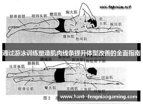 通过游泳训练塑造肌肉线条提升体型改善的全面指南